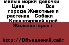 милые иорки девочки › Цена ­ 15 000 - Все города Животные и растения » Собаки   . Красноярский край,Железногорск г.